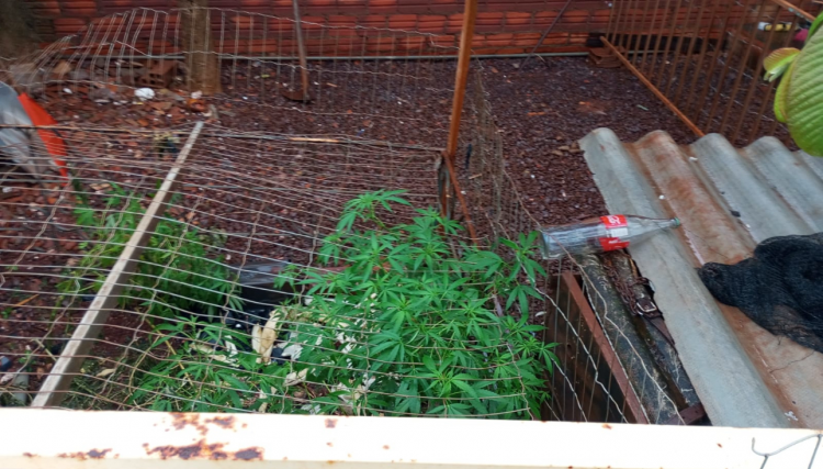 Homem é preso no trabalho após cultivar e comercializar maconha na sua casa em Cafelândia 
