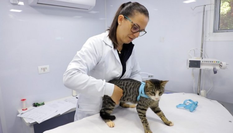 Assis investiu mais de R$ 250 mil em saúde e bem-estar animal nos primeiros meses deste ano