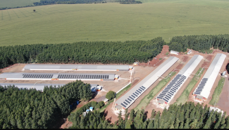 Do solo ao sol: no Dia do Agricultor, energia solar se firma como aliada da economia e da sustentabilidade rural 