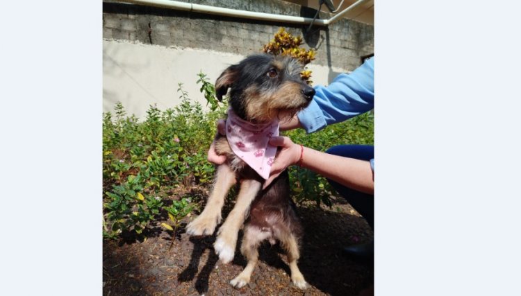 Moradores de Cafel&acirc;ndia se mobilizam para ajudar a cachorra Neguinha 