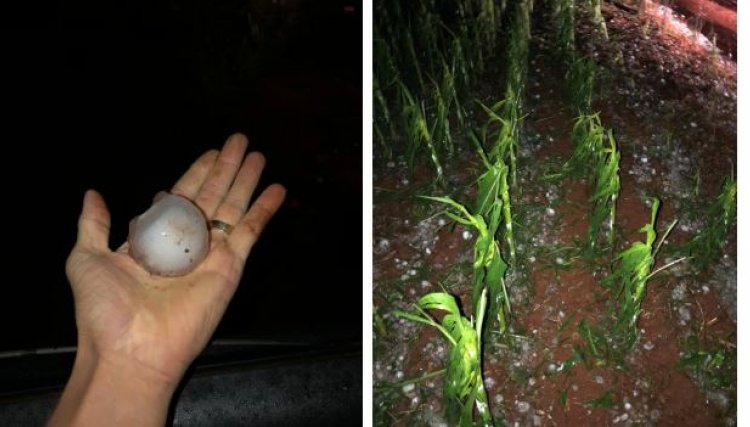 Lavouras de milho são prejudicadas por chuva de granizo no Mato Grosso e Mato Grosso do Sul