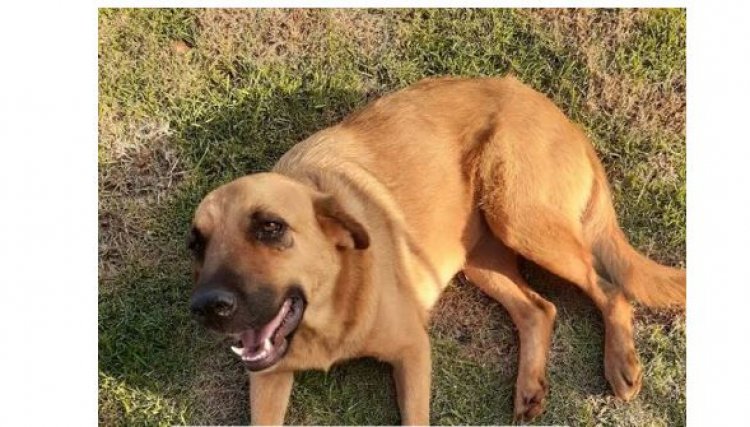 Ama recebe denúncia de maus-tratos e crueldade contra cachorros em Cafelândia