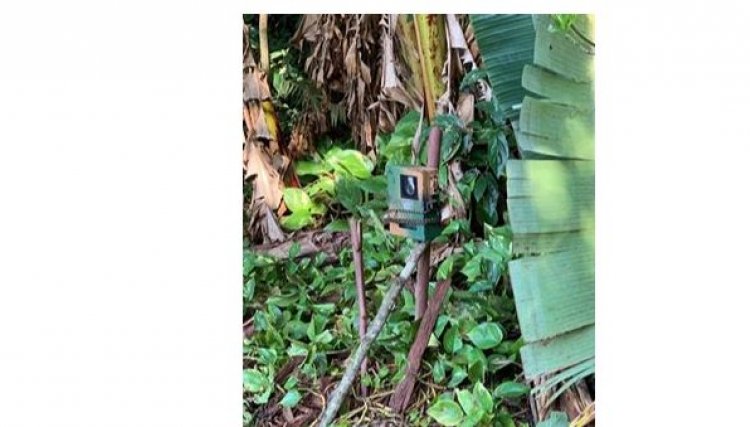 Mesmo após instalar as câmeras e armadilhas, o leão e a onça não são avistados em Nova Aurora