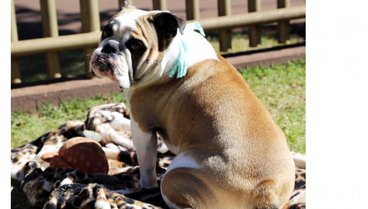 5 mil animais serão castrados até o fim do ano no Paraná 