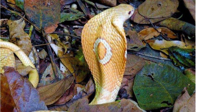 Estudante picado por cobra naja deve sair da UTI