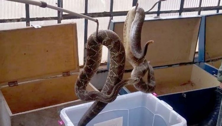 153 cobras peçonhentas são recolhidas de residência em Mandaguari 