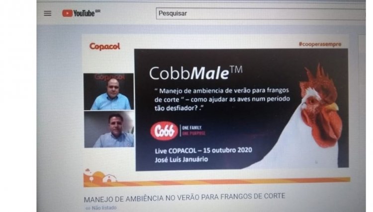 Live da Copacol e da Cobb aborda manejo de ambiência para o período do verão na avicultura