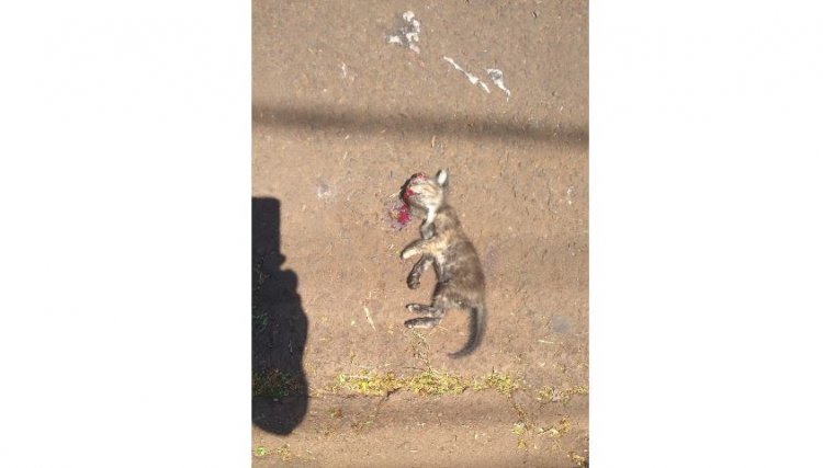 Gatos são abandonados e um dos filhotes, é morto após ser atropelado pelo mesmo homem que abandonou em Cafelândia