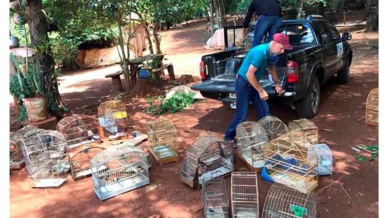 74 pássaros apreendidos em cativeiro são devolvidos à natureza na região de Toledo 