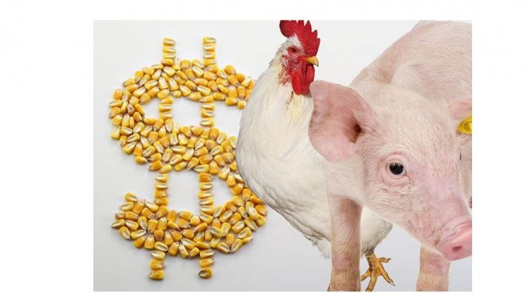 Preços da soja e milho elava custos da produção de aves e suínos