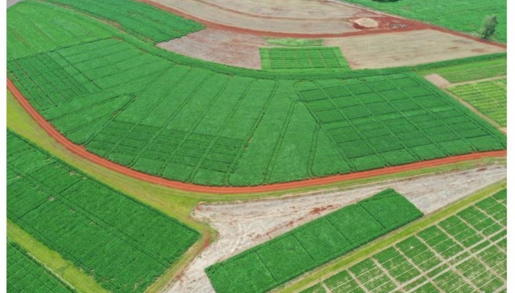 Dia de Campo Copacol destaca qualidade de solo e uso de produtos biológicos