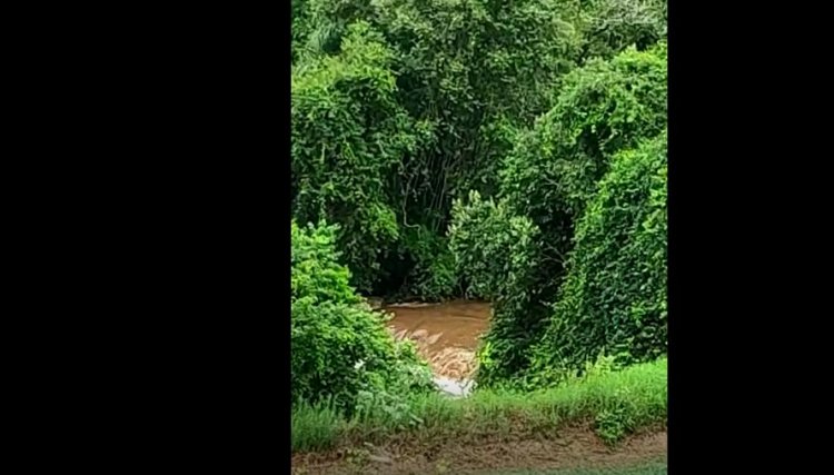 Produtores rurais da região Oeste relatam chuva acumulada de 310 milímetros desde domingo