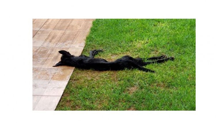 Polícia prende homem acusado de maus-tratos contra animais na região 
