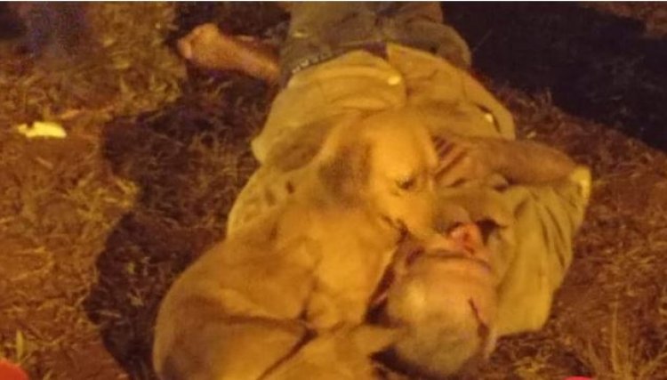 Cachorro se recusa a deixar dono atropelado na BR-277 em Foz
