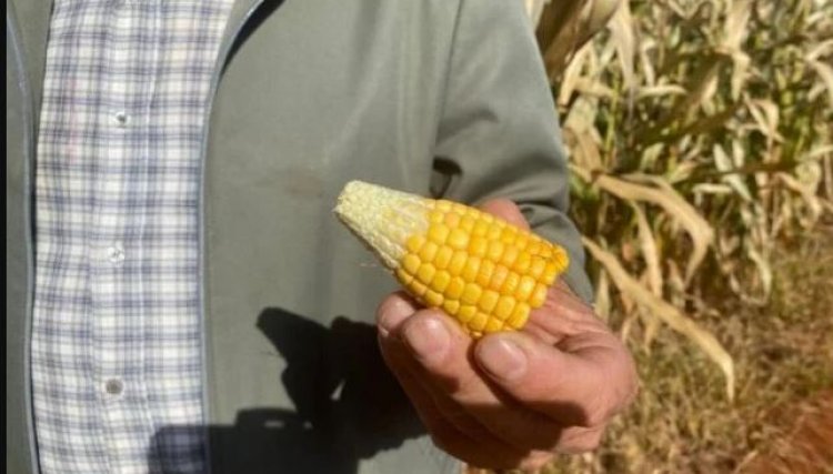 Geadas provocam alta de 6,75% do milho, aponta Cepea