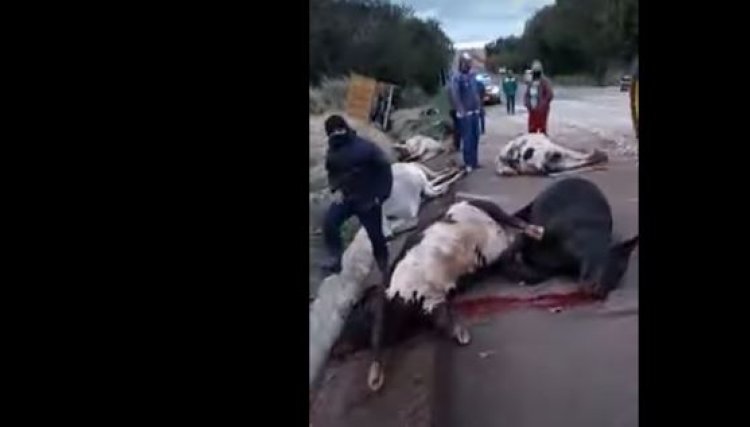 Acidente mata 16 bovinos na rodovia entre Goioerê e Campo Mourão