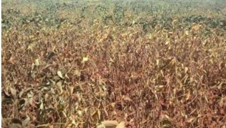 Produtor de soja de Cafelândia já contabiliza R$ 2,8 milhões de prejuízos com a seca que já devastou 60% da produção