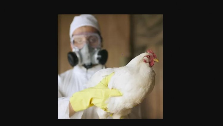 Espanha relata surto de gripe aviária altamente patogênica e preocupa os produtores 