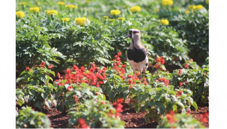 Técnicas especiais garantem a beleza do paisagismo no Show Rural em Cascavel