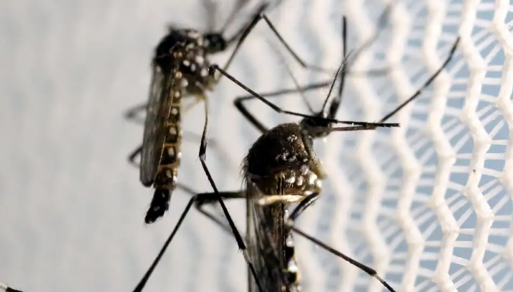 Quase 4 bilhões de pessoas correm risco de infecção pelo Aedes