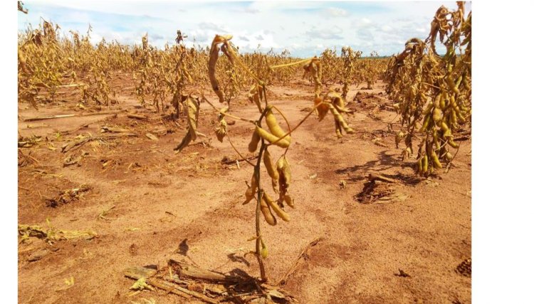 Sindicato Rural pede agilidade nas perícias das lavoras de soja devido a seca no PR, em regiões seguro vai passar de 90%