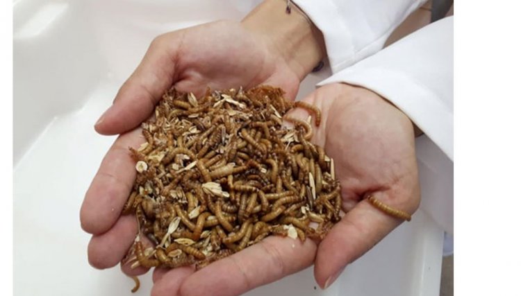 Uso de insetos como ingredientes de rações é estudado com uma opção na alimentação dos animais