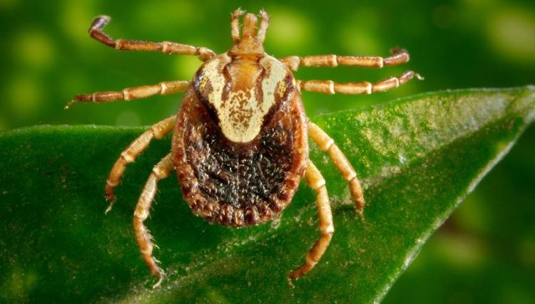 Febre maculosa: quais são as causas, os sintomas e como prevenir a doença