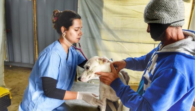 Prefeito de Assis  anuncia que município será contemplado com 500 castrações de cães e gatos 
