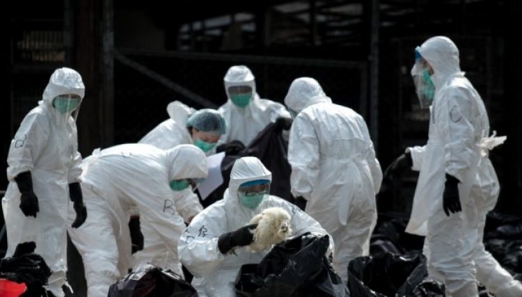 França teve 418 focos de influenza aviária e abateu 2 milhões de aves