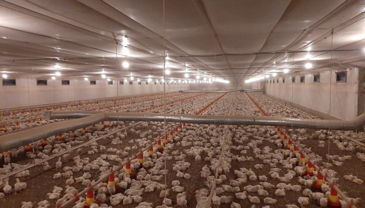 Cobb-Vantress destaca manejo para reduzir impacto do calor extremo na avicultura