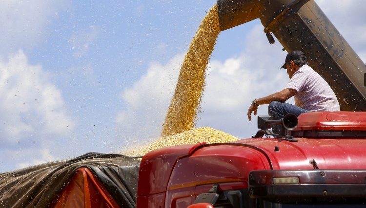Produção de milho no Paraná deve alcançar recorde de 16 milhões de toneladas