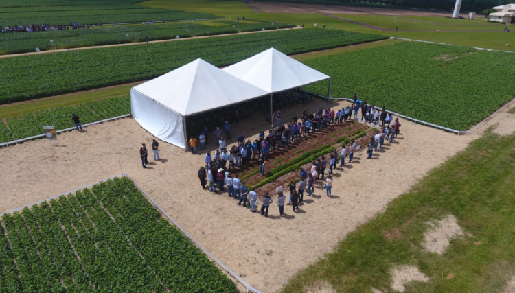 Dia de Campo: Copacol apresenta manejos para culturas de verão