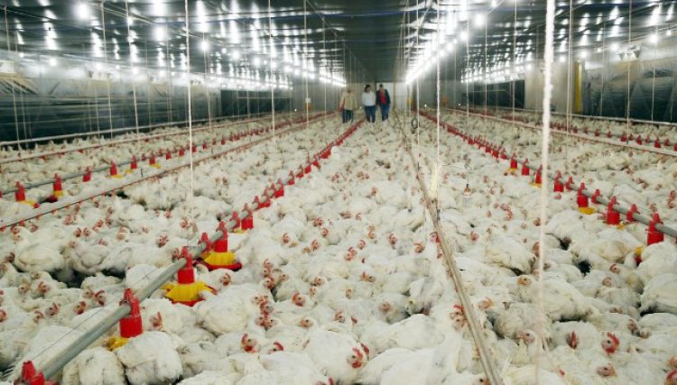Boa notícia para os produtores de frango, preço sobe 28% em junho, a valorização supera outras carnes