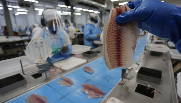 Exportação de pescados e tilápia do PR cresceu 20% e Nova Aurora lidera o VBP, com R$ 213,4 milhões