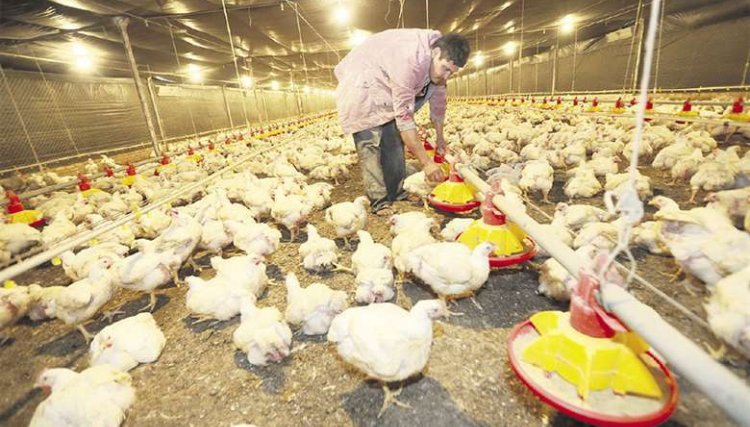 Alta dos custos acima da inflação aperta margens dos produtores de frango 