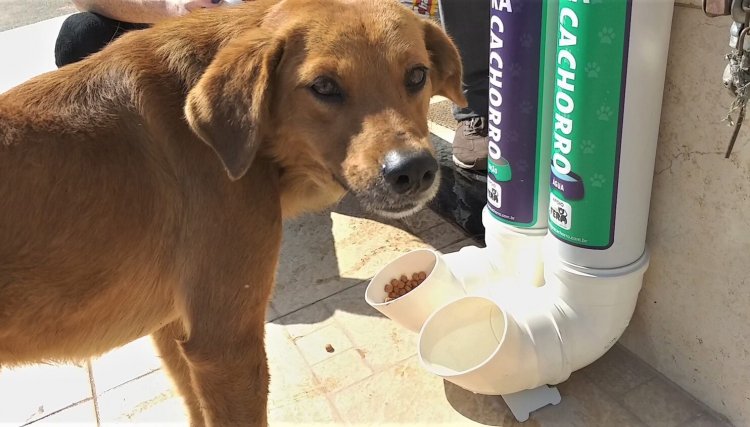 Projeto de lei cria programa de distribuição de ração para pets no Paraná