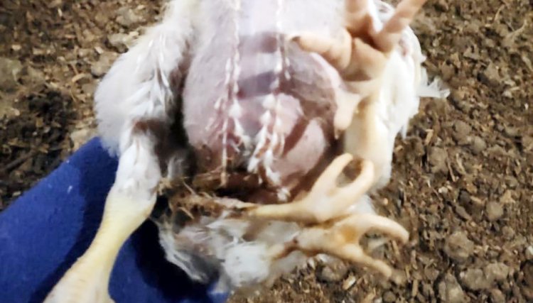 Avicultora encontra frango com quatro pés em Nova Aurora