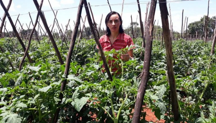 Mulheres representam 80% dos fornecedores de produtos para o Programa de Aquisição de Alimentos