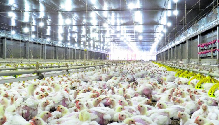 Pesquisa indica queda de 2% no abate de frangos no Brasil, Copacol manteve produção sem reduções