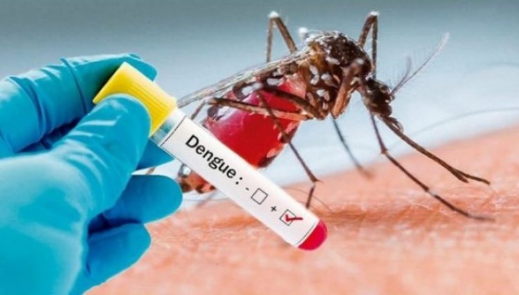Paraná soma 34,5 mil casos de dengue