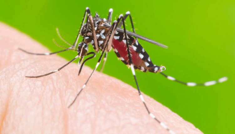 Informe semanal da dengue registra 2.056 novos casos e mais um óbito no PR