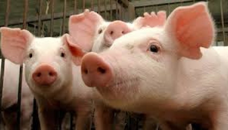 A expectativa é que a China consuma quase toda a carne suína do Brasil em 2020 