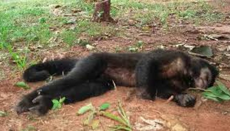 Paraná registra três mortes de macacos por febre amarela