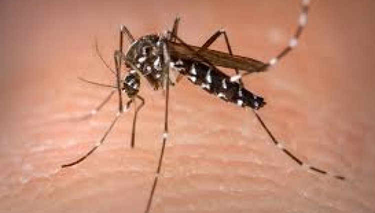 Paraná registra 425 novos casos de dengue