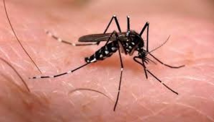 102 mil casos confirmados  e 78 óbitos por dengue no PR