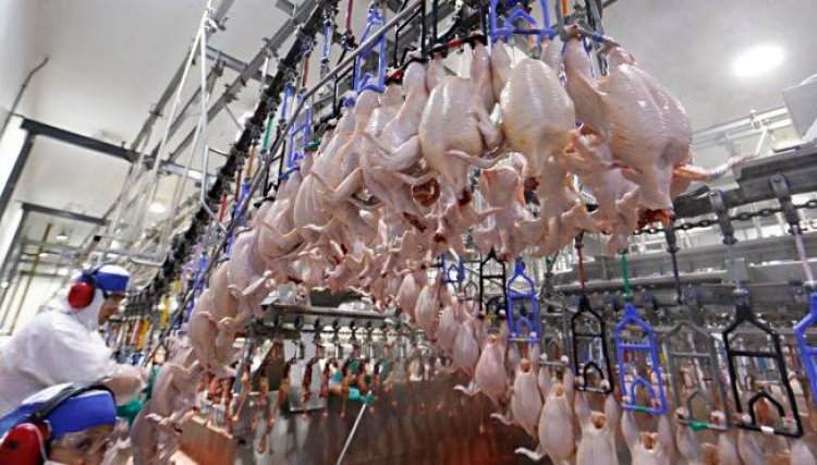 Avicultura Paranaense vai investir R$ 100 milhões no combate à Covid-19