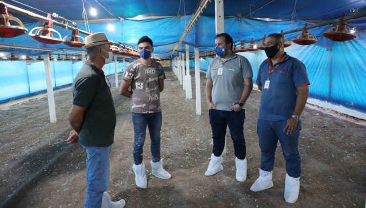 Com R$ 1,6733 por cabeça de frango, avicultor da Copacol bate recorde de preço