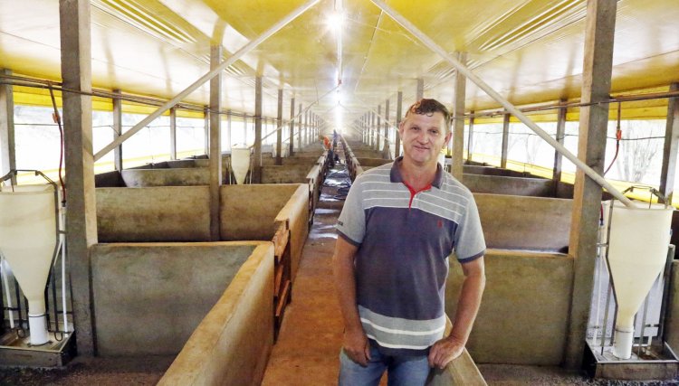 Suinocultor da Copacol Jair Irineu Felipe bate recorde de R$ 41,16 recebido por animal entregue