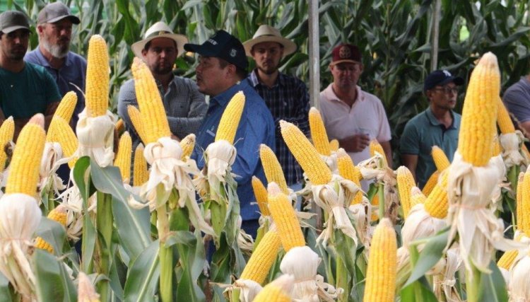 Dia de Campo Copacol apresenta novas tecnologias em híbridos de milho e agroquímicos