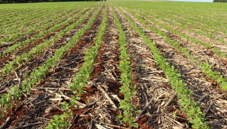 Semeadura da soja atinge 92% da área total da Copacol 